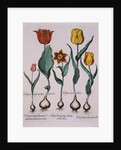 Tulipa Engraving by Basil Besler
