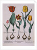 Tulipa Engraving by Basil Besler