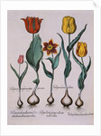 Tulipa Engraving by Basil Besler