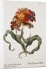 Tulipa Monstrosa Rubra Maior Lithograph by Johan Wilhelm Weinmann