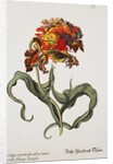 Tulipa Monstrosa Rubra Maior Lithograph by Johan Wilhelm Weinmann
