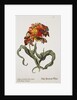 Tulipa Monstrosa Rubra Maior Lithograph by Johan Wilhelm Weinmann