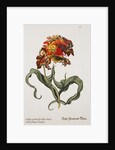 Tulipa Monstrosa Rubra Maior Lithograph by Johan Wilhelm Weinmann