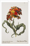 Tulipa Monstrosa Rubra Maior Lithograph by Johan Wilhelm Weinmann