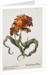 Tulipa Monstrosa Rubra Maior Lithograph by Johan Wilhelm Weinmann