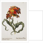 Tulipa Monstrosa Rubra Maior Lithograph by Johan Wilhelm Weinmann