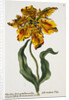 Tulipa Lutea Lithograph by Johan Wilhelm Weinmann