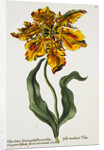 Tulipa Lutea Lithograph by Johan Wilhelm Weinmann