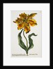 Tulipa Lutea Lithograph by Johan Wilhelm Weinmann