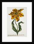 Tulipa Lutea Lithograph by Johan Wilhelm Weinmann