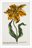 Tulipa Lutea Lithograph by Johan Wilhelm Weinmann