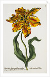 Tulipa Lutea Lithograph by Johan Wilhelm Weinmann