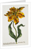 Tulipa Lutea Lithograph by Johan Wilhelm Weinmann