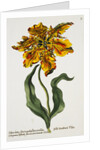 Tulipa Lutea Lithograph by Johan Wilhelm Weinmann