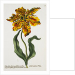Tulipa Lutea Lithograph by Johan Wilhelm Weinmann