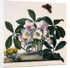 Helleborus Niger Rose and Butterfly Lithograph by Georg Dionysius Ehret