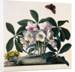 Helleborus Niger Rose and Butterfly Lithograph by Georg Dionysius Ehret