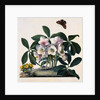 Helleborus Niger Rose and Butterfly Lithograph by Georg Dionysius Ehret