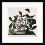 Helleborus Niger Rose and Butterfly Lithograph by Georg Dionysius Ehret