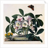 Helleborus Niger Rose and Butterfly Lithograph by Georg Dionysius Ehret