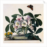 Helleborus Niger Rose and Butterfly Lithograph by Georg Dionysius Ehret