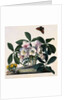 Helleborus Niger Rose and Butterfly Lithograph by Georg Dionysius Ehret