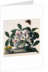 Helleborus Niger Rose and Butterfly Lithograph by Georg Dionysius Ehret