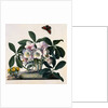 Helleborus Niger Rose and Butterfly Lithograph by Georg Dionysius Ehret