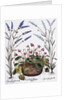 Cyclamen and Lavender Engraving by Georg Dionysius Ehret, from The Hortus Eystettensis by Basil Besler by Anonymous