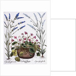 Cyclamen and Lavender Engraving by Georg Dionysius Ehret, from The Hortus Eystettensis by Basil Besler by Anonymous