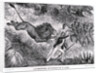 Livingstone Attacked by a Lion by Anonymous