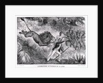 Livingstone Attacked by a Lion by Anonymous