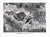 Livingstone Attacked by a Lion by Anonymous