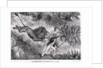 Livingstone Attacked by a Lion by Anonymous