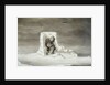 An Eskimo Watching a Seal Hole by Edward Finden