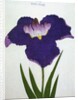Yedo-Jiman Book Illustration of a Purple Iris by Anonymous
