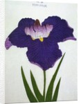 Yedo-Jiman Book Illustration of a Purple Iris by Anonymous