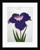 Yedo-Jiman Book Illustration of a Purple Iris by Anonymous