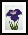 Yedo-Jiman Book Illustration of a Purple Iris by Anonymous