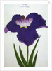 Yedo-Jiman Book Illustration of a Purple Iris by Anonymous