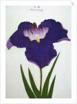 Yedo-Jiman Book Illustration of a Purple Iris by Anonymous