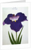 Yedo-Jiman Book Illustration of a Purple Iris by Anonymous