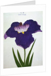Yedo-Jiman Book Illustration of a Purple Iris by Anonymous