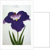 Yedo-Jiman Book Illustration of a Purple Iris by Anonymous