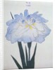 U-Chu Book Illustration of a Light Blue Iris by Anonymous