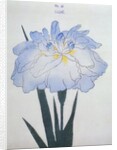 U-Chu Book Illustration of a Light Blue Iris by Anonymous