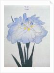U-Chu Book Illustration of a Light Blue Iris by Anonymous