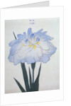 U-Chu Book Illustration of a Light Blue Iris by Anonymous