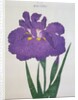Kyo-Nishiki Book Illustration of a Purple Iris by Anonymous