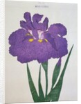 Kyo-Nishiki Book Illustration of a Purple Iris by Anonymous